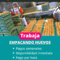 Avícola Busca Personal para Empacar Huevos Ecológicos en casa