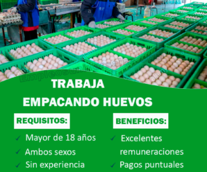 Avícola Busca Plantilla para Empacar Huevos De Corral