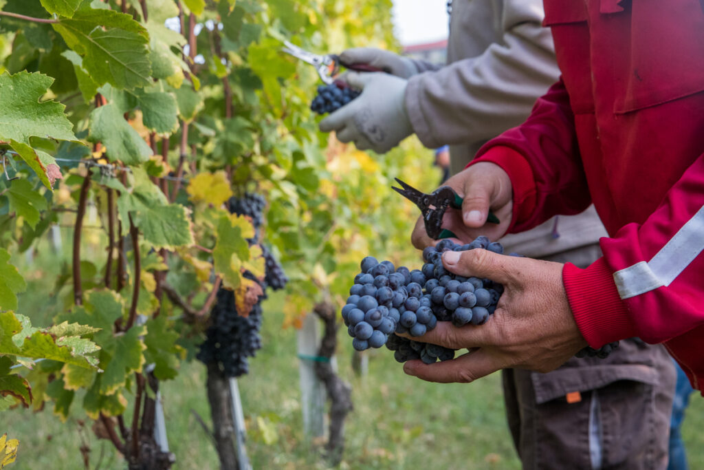 Reclutamos Personal Para Cosecha de Frutas