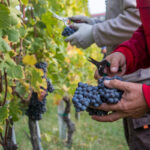 Reclutamos Personal Para Cosecha de Frutas