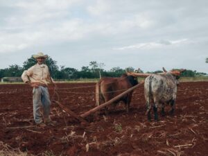 trabajo de Ganadería en Estados Unidos